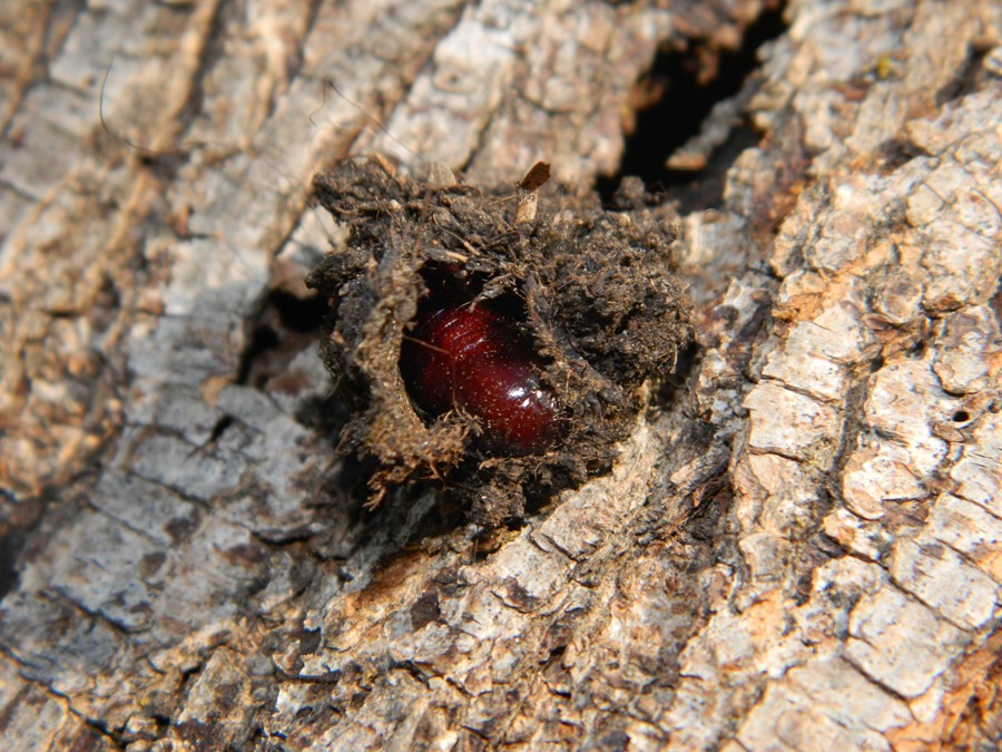 Ciclo vitale di Notodonta tritophus, Notodontidae